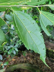 Celtis tetrandra