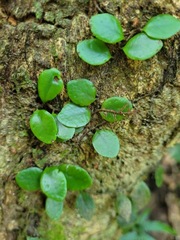 Lemmaphyllum microphyllum