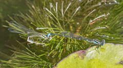 Austroagrion watsoni