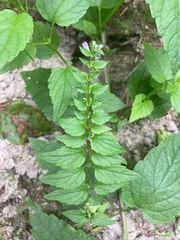 Scutellaria lateriflora