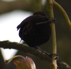 Chalcomitra senegalensis