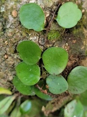 Lemmaphyllum microphyllum