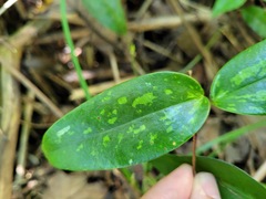 Smilax glabra