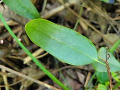 Smilax glabra