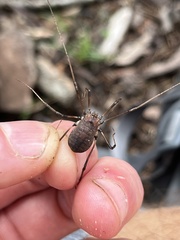 Hadrobunus maculosus