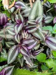 Tradescantia zebrina