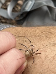 Hadrobunus maculosus