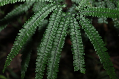 Adiantum hispidulum