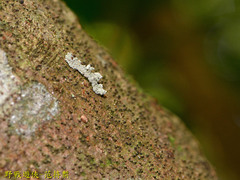 Acontiinae