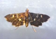 Diathrausta reconditalis