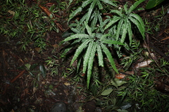 Adiantum hispidulum