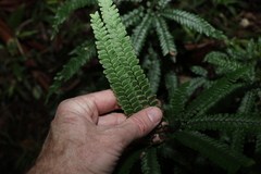 Adiantum hispidulum