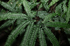 Adiantum hispidulum