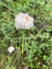Eriophorum virginicum