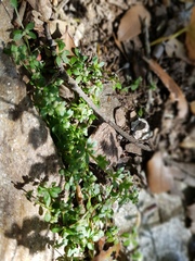 Galium minutulum