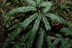 Adiantum hispidulum
