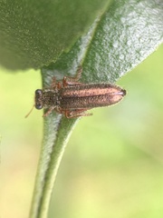 Lemidia subaenea
