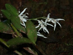 Dendrobium aemulum