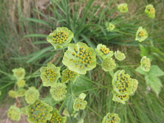 Bupleurum stellatum