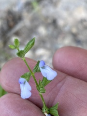 Salvia reflexa