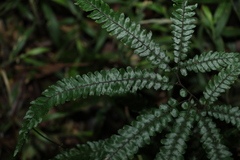 Adiantum hispidulum