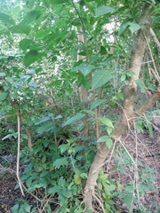 Bravaisia integerrima