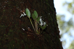 Dendrobium aemulum