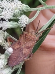 Piezogaster calcarator