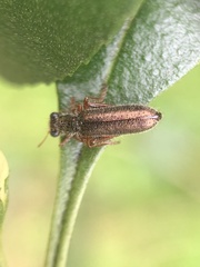 Lemidia subaenea