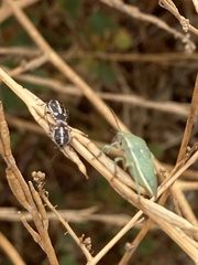 Bagrada hilaris