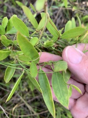 Vincetoxicum carnosum