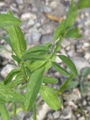 Salvia reflexa