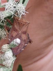 Piezogaster calcarator