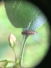 Lemidia subaenea