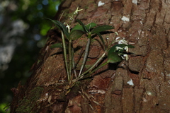 Dendrobium aemulum