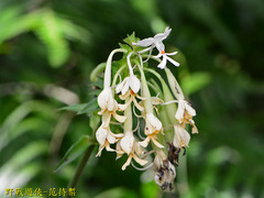 Calanthe triplicata