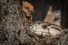 Cyclodomorphus gerrardii