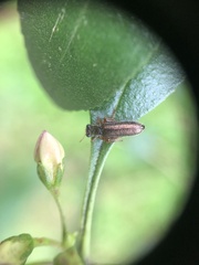 Lemidia subaenea
