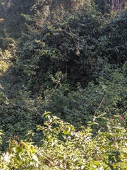 Ficus coronata