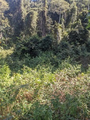 Ficus coronata