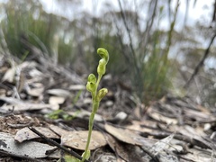 Pterostylis cycnocephala
