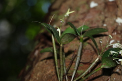 Dendrobium aemulum