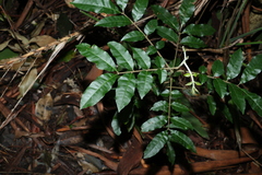 Dysoxylum mollissimum