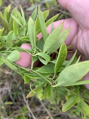 Vincetoxicum carnosum