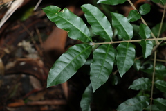 Dysoxylum mollissimum