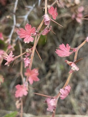 Ribes californicum