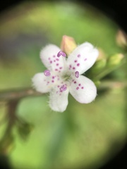 Myoporum petiolatum