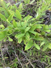 Vincetoxicum carnosum