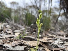 Pterostylis cycnocephala
