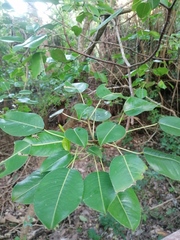 Hippomane mancinella